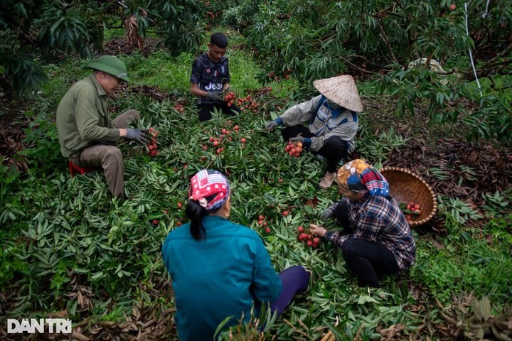 Vietnam's lychee hub busy in harvesting season - 1