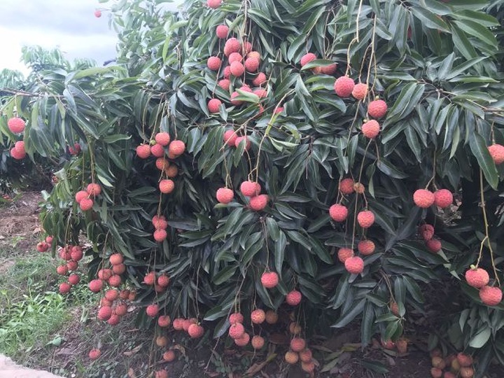 Bac Giang reports record litchi export revenues - 1