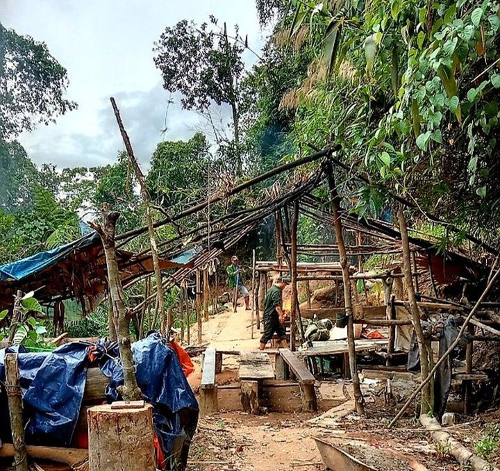 Thua Thien-Hue protective forest destroyed by illegal miners - 1
