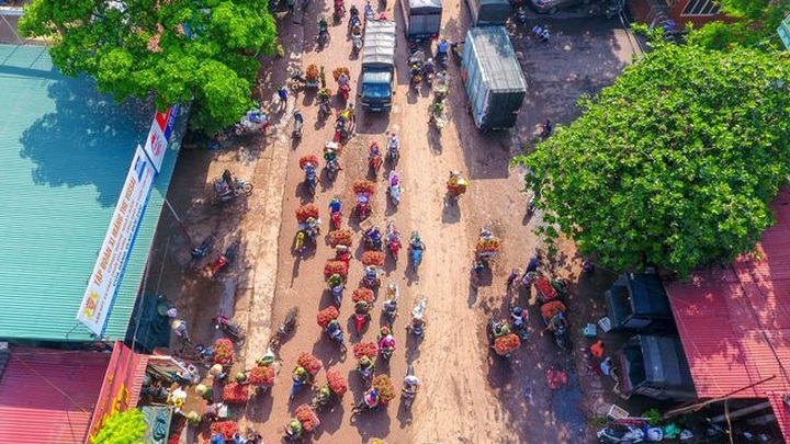 Lychee harvest season in Bac Giang - 1
