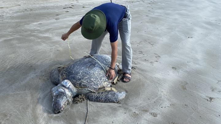 Green sea turtle in Con Dao suspected of being killed for eggs - 1 Green sea turtle in Con Dao suspected of being killed for eggs - 1