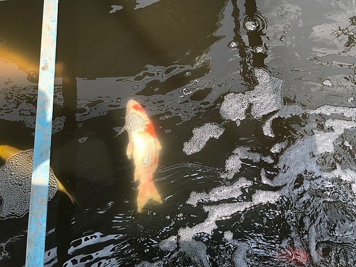 Japanese Koi dies after two days released into To Lich River - 1