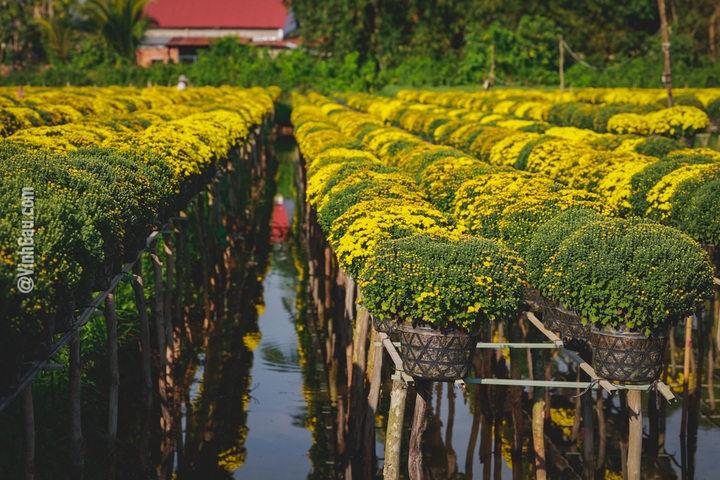 Mekong delta flower village attracts Tet visitors - 4