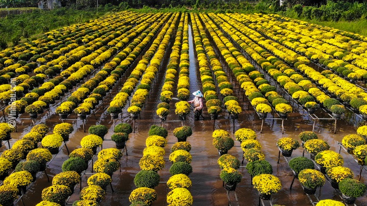 Mekong delta flower village attracts Tet visitors - 1