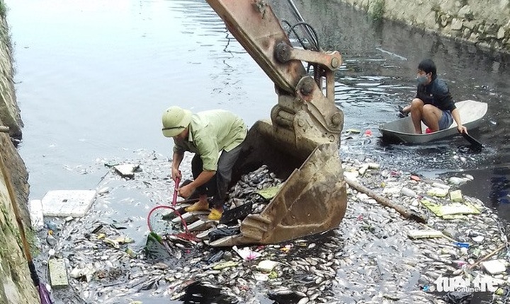 Polluted water kills fish at Vinh Citadel - 1 Polluted water kills fish at Vinh Citadel - 1
