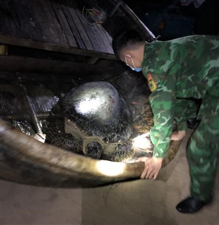 Quang Binh releases 120-kg sea turtle to nature - 1