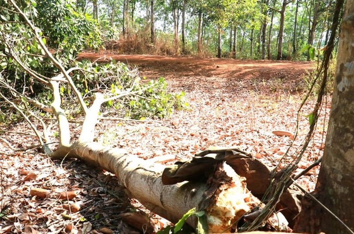 Wild elephant plagues Binh Phuoc residential area - 1 Wild elephant plagues Binh Phuoc residential area - 1