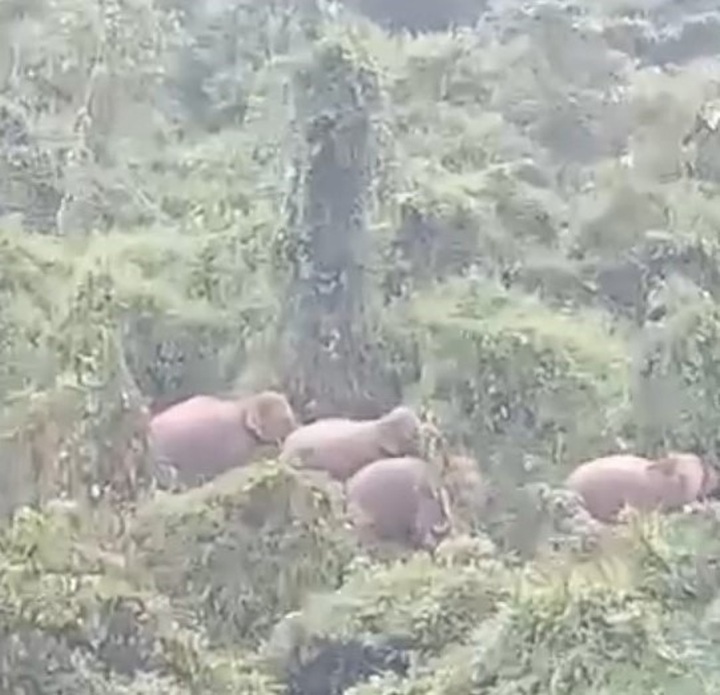 Wild elephants spotted at Quang Nam residential area - 1