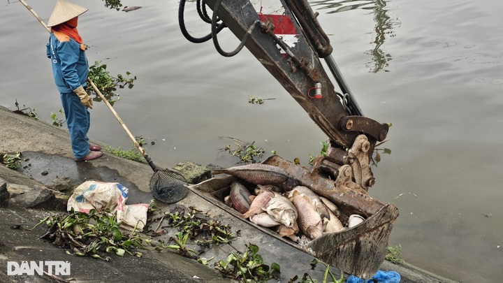Around 300 tonnes of fish in Hai Duong die - 4 Around 300 tonnes of fish in Hai Duong die - 4