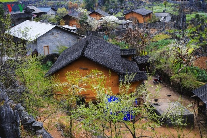Peach and plum blossoming in Ha Giang - 7