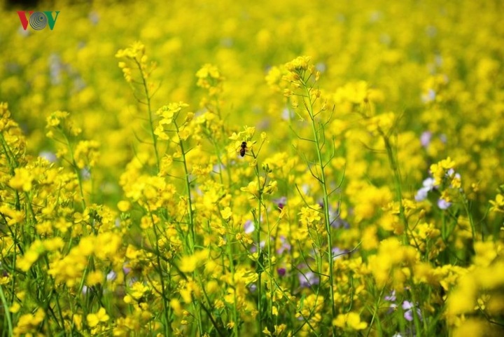 Peach and plum blossoming in Ha Giang - 8