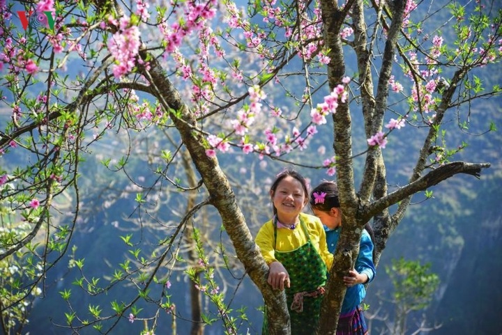 Peach and plum blossoming in Ha Giang - 1