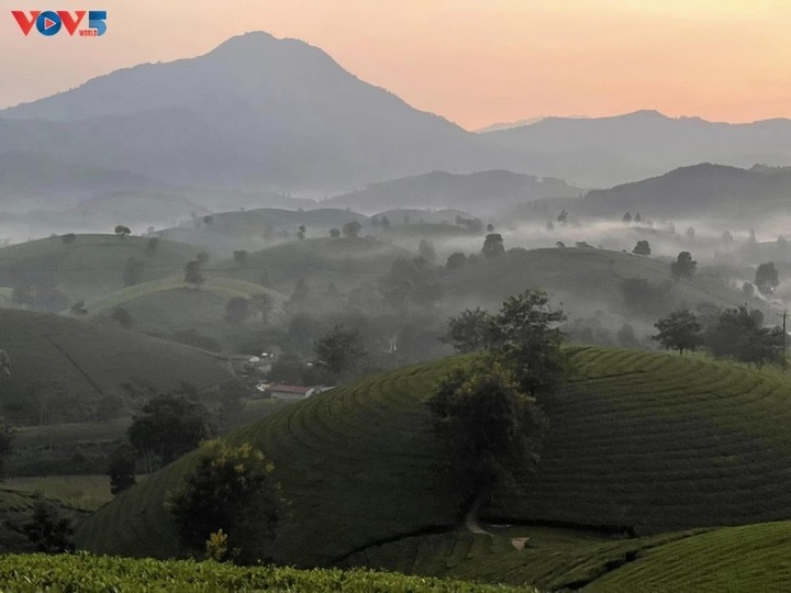 Stunning beauty of northern tea hill - 1