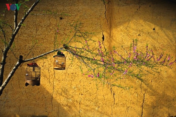 Peach and plum blossoming in Ha Giang - 3