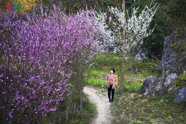 Peach and plum blossoming in Ha Giang - 5