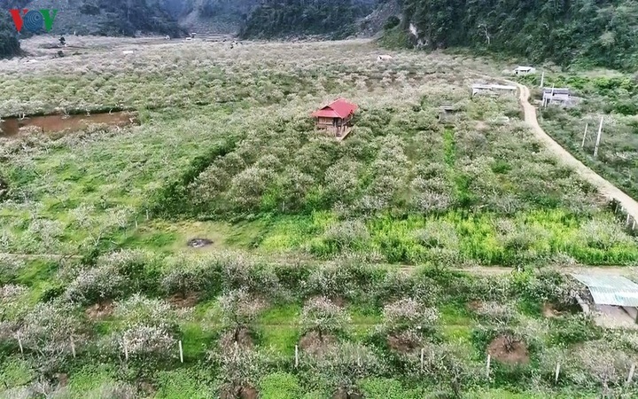 Plum blossoms cover Moc Chau valleys - 5
