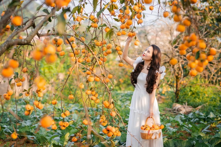 Moc Chau persimmon gardens attract visitors - 1 Moc Chau persimmon gardens attract visitors - 1