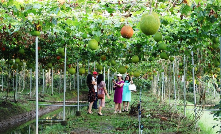 Agri-tourism attracts more visitors to Mekong Delta - 1 Agri-tourism attracts more visitors to Mekong Delta - 1