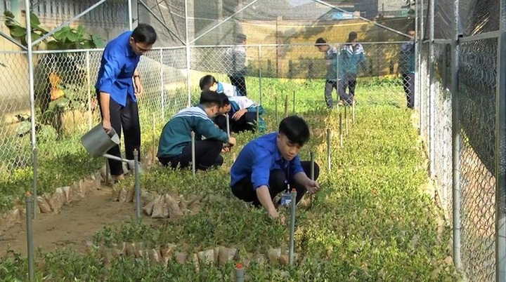 Quảng Trị students gain practical skills through experimental gardens - 1