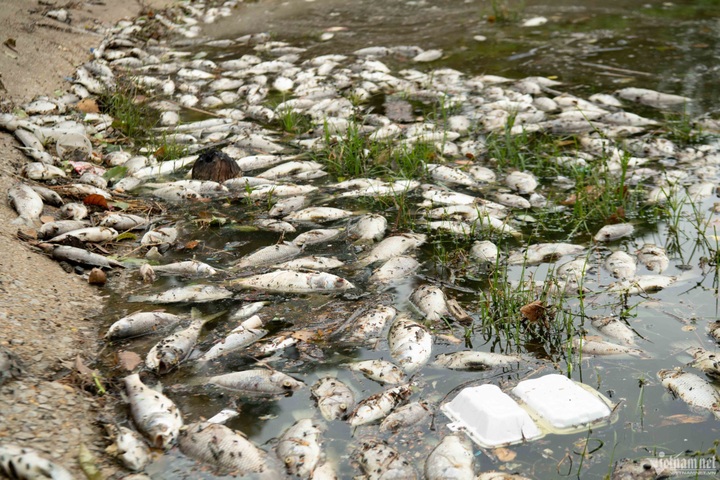 Hanoi lake reports mass fish deaths - 1