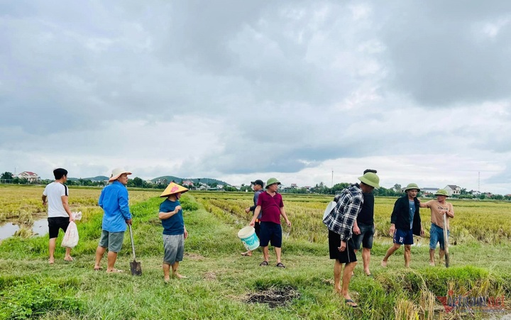 Rat hunting season in Nghe An - 1 Rat hunting season in Nghe An - 1