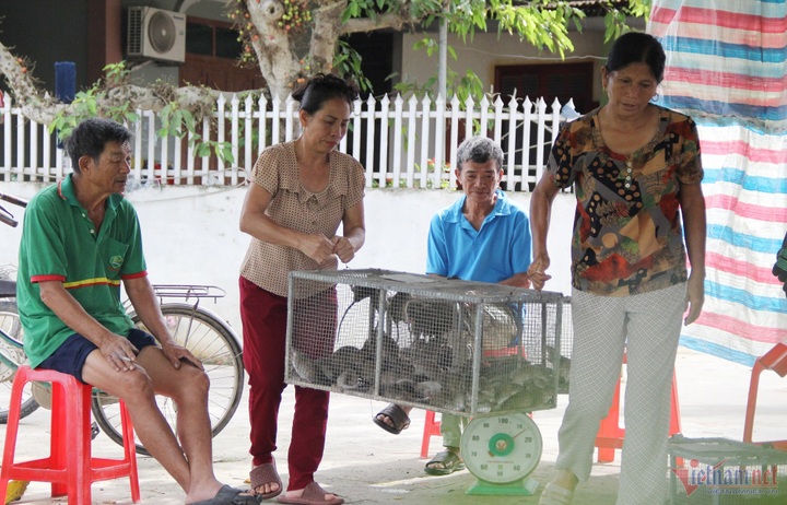 Rat hunting season in Nghe An - 3 Rat hunting season in Nghe An - 3