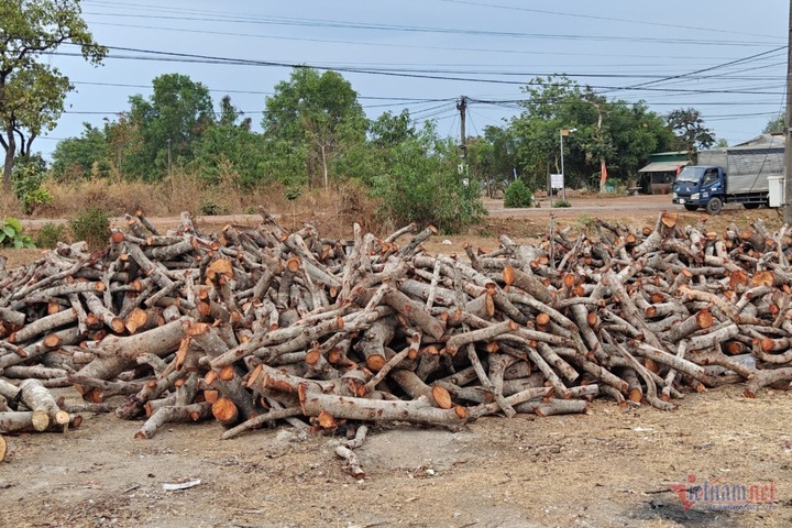 Dak Lak cashew trees cut down after dying from droughts - 3
