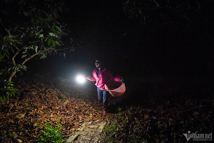 Lychee farmers busy during harvest season - 4 Lychee farmers busy during harvest season - 4