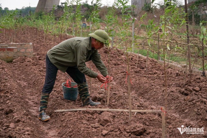 Hanoi farmers replant peaches following devastating storm - 6 Hanoi farmers replant peaches following devastating storm - 6
