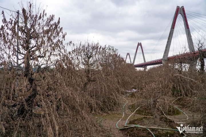 Hanoi farmers replant peaches following devastating storm - 3 Hanoi farmers replant peaches following devastating storm - 3