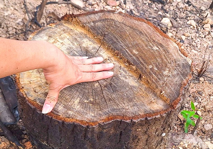 Bac Giang reports rampant forest destruction - 2 Bac Giang reports rampant forest destruction - 2