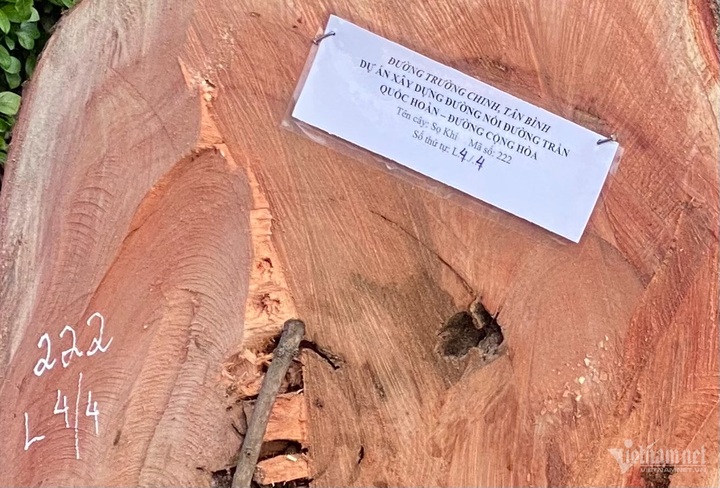 Old HCM City trees felled for road construction - 3