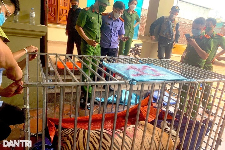 Hanoi zoo to receive nine tigers rescued from Nghe An farms - 1 Hanoi zoo to receive nine tigers rescued from Nghe An farms - 1