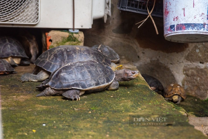 Rare turtles at HCM City pagoda rescued - 1 Rare turtles at HCM City pagoda rescued - 1