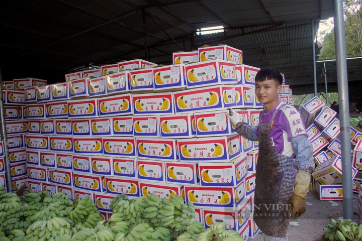 Lai Chau banana market bustles again after China border gate reopens - 8