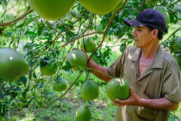 Dong Nai to develop community-based pomelo tourism - 1