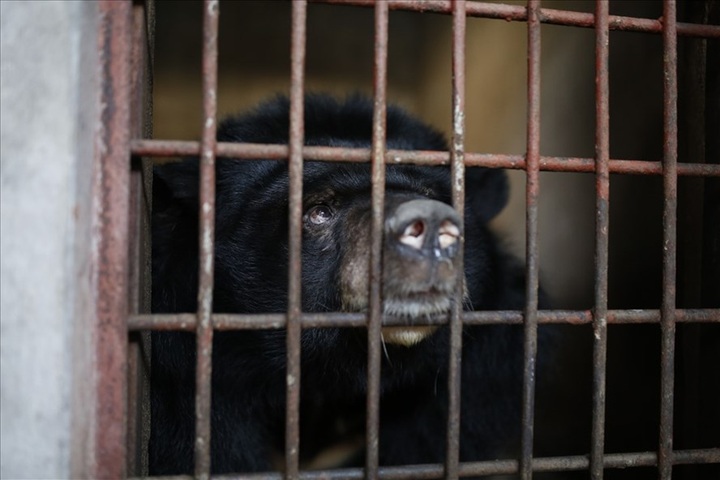 Nine Binh Duong bears rescued after being held captive for 17 years - 1