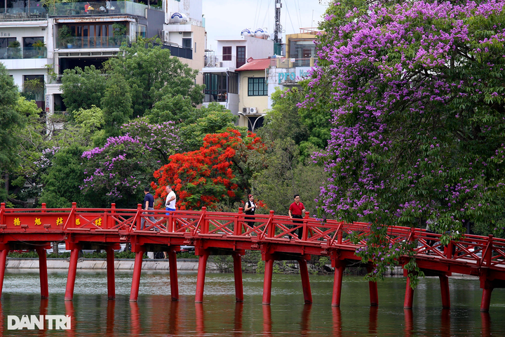 Iconic Hanoi lake wreathed with colourful summer flowers - 5