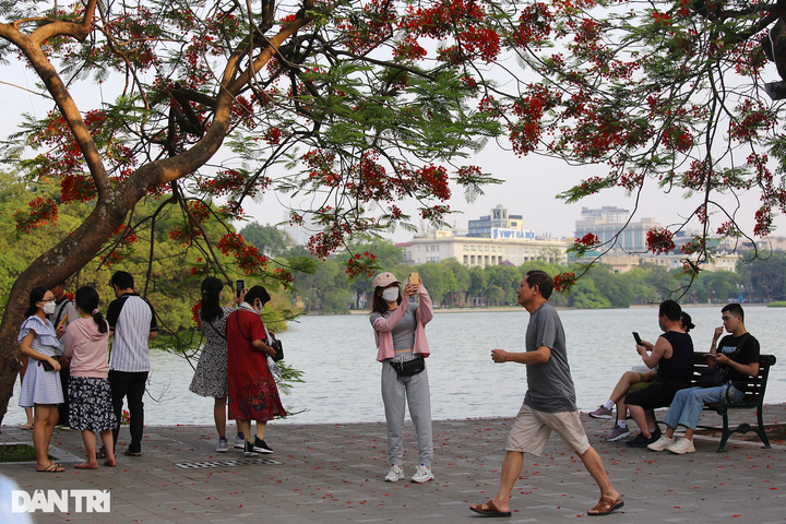 Iconic Hanoi lake wreathed with colourful summer flowers - 3