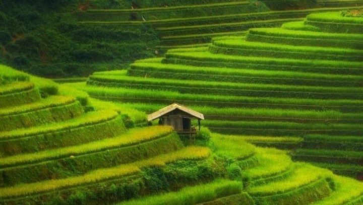 Vietnam’s Mu Cang Chai terrace fields listed among world’s most colourful places - 1