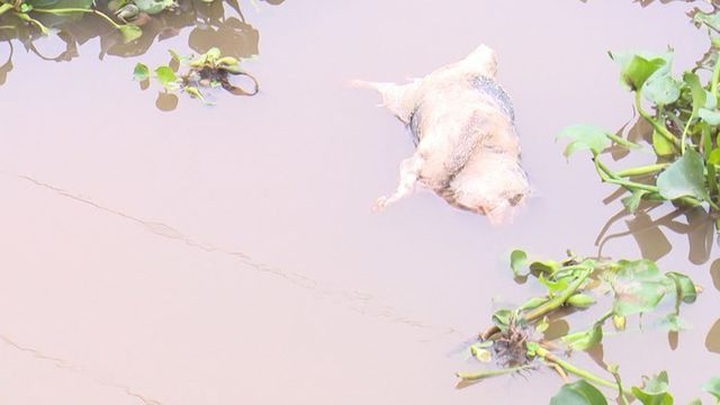Investigation ordered into dumping of infected pig carcasses - 1
