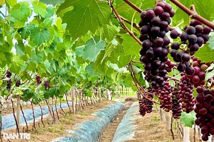 Tra Vinh farmer earns good money from grapes - 1 Tra Vinh farmer earns good money from grapes - 1
