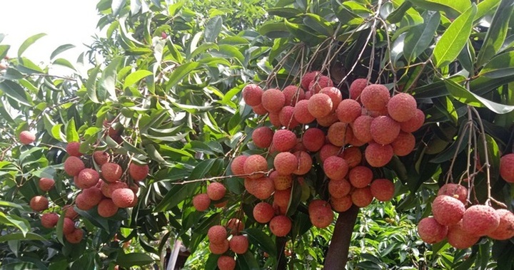 Bac Giang seeking outlets for this year’s lychee crop - 1