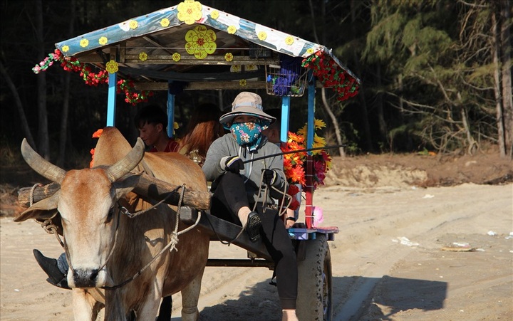 Cow riding service launched in Binh Thuan - 2