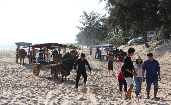 Cow riding service launched in Binh Thuan - 3