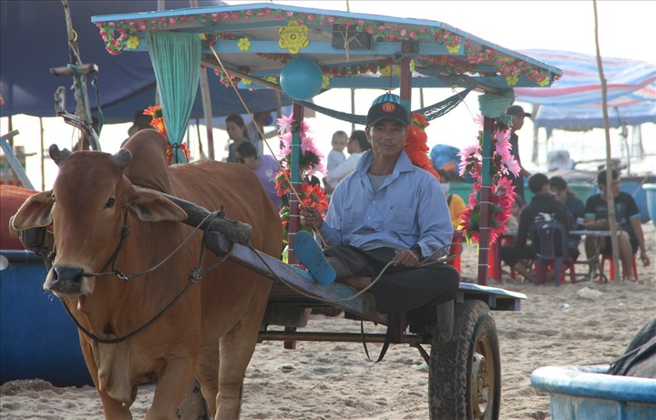 Cow riding service launched in Binh Thuan - 4