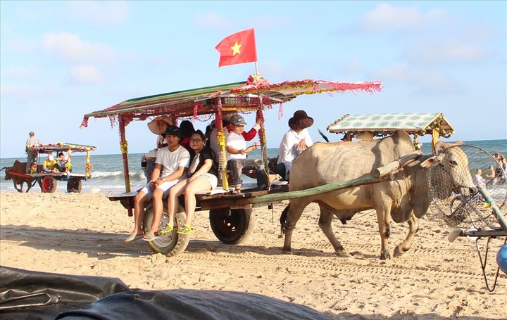 Cow riding service launched in Binh Thuan - 1