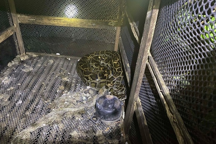 Binh Phuoc man killed by python - 1