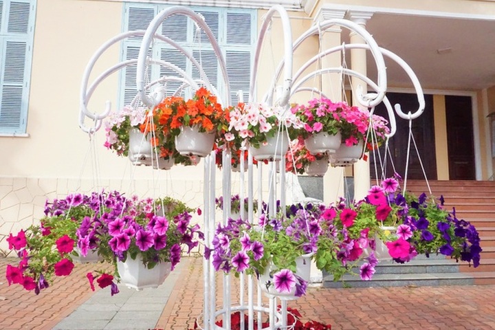 Danang streets decorated for Tet - 2