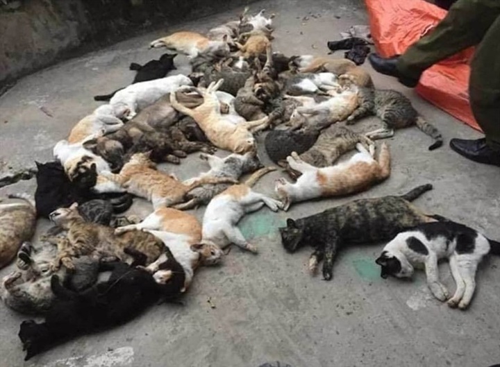Investigation into mass cat deaths in Nam Dinh - 1